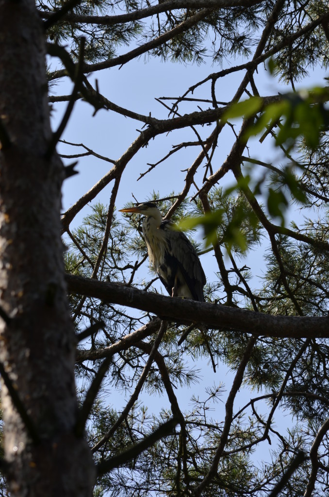 Czapla siwa (Ardea cinerea)1