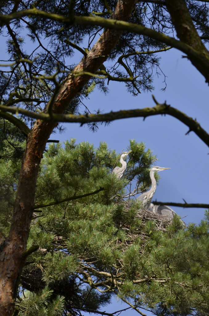 Czapla siwa (Ardea cinerea)12