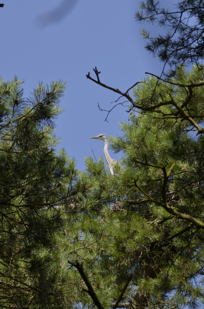 Czapla siwa (Ardea cinerea)13