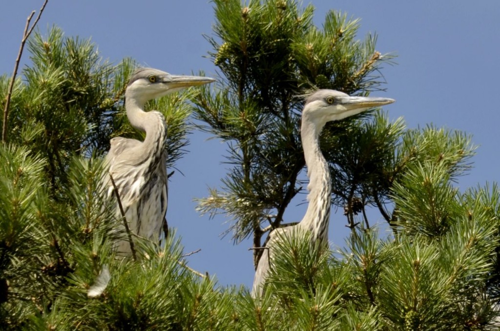 Czapla siwa (Ardea cinerea)17