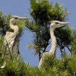 Czapla siwa (Ardea cinerea)17