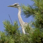 Czapla siwa (Ardea cinerea)18