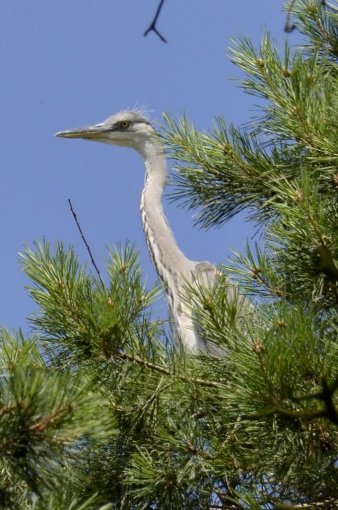 Czapla siwa (Ardea cinerea)18