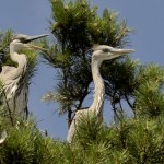 Czapla siwa (Ardea cinerea)19