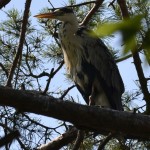 Czapla siwa (Ardea cinerea)20