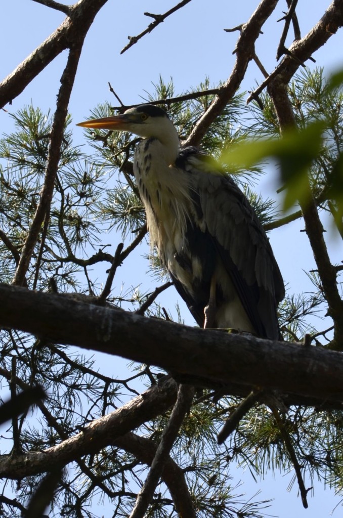 Czapla siwa (Ardea cinerea)20