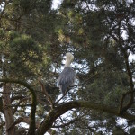 Czapla siwa (Ardea cinerea)4