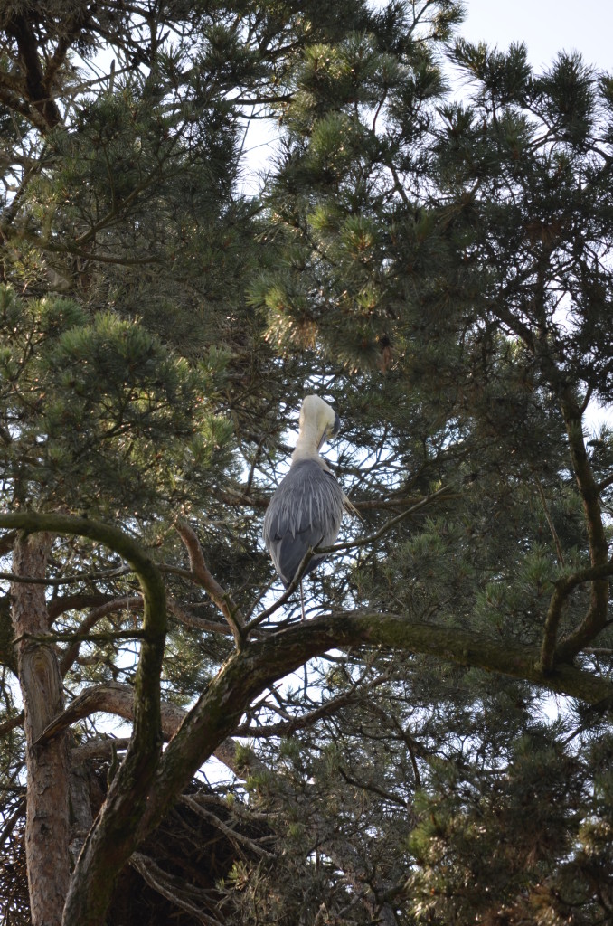 Czapla siwa (Ardea cinerea)4